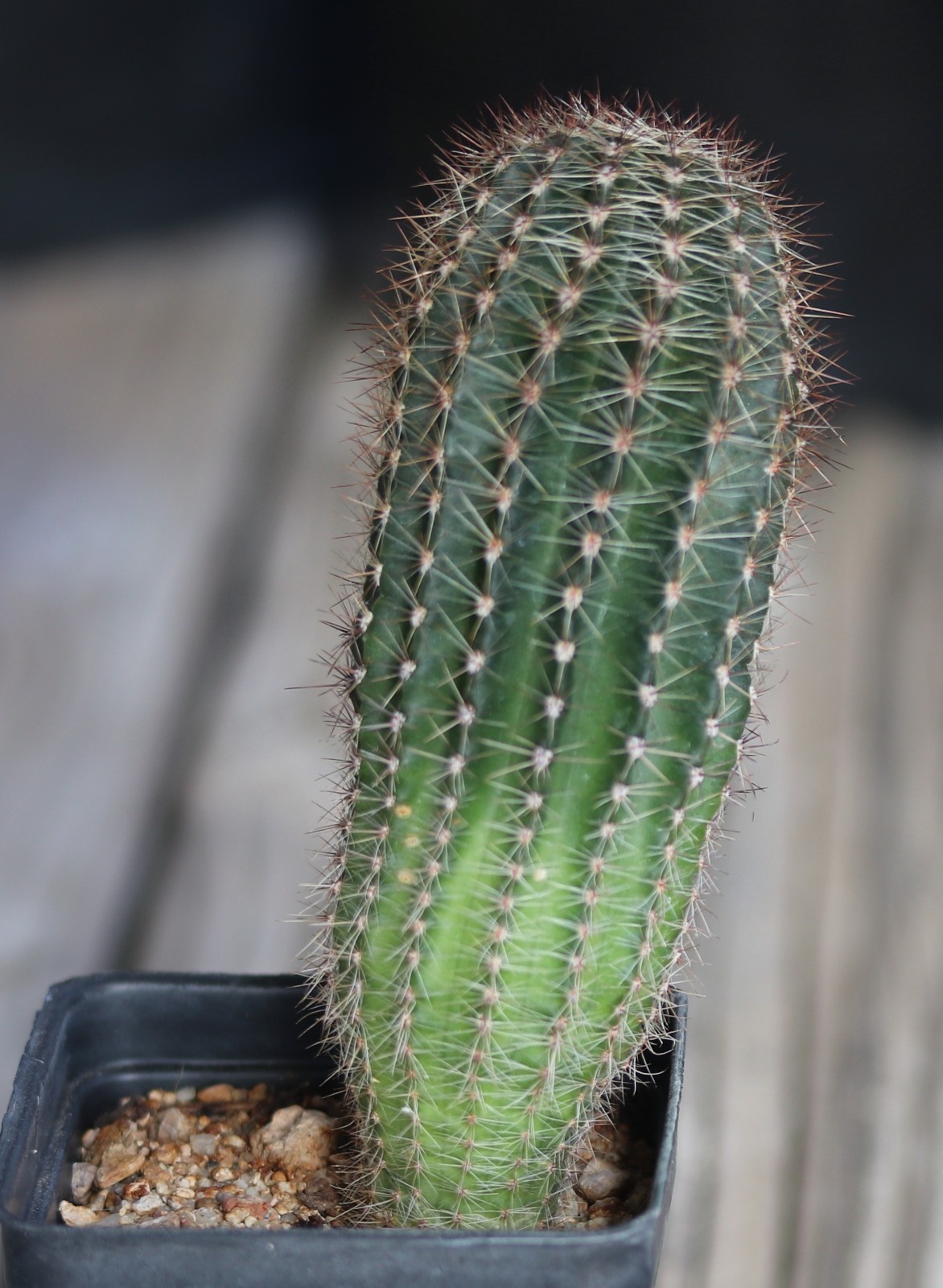 Echinopsis hybrid ‘Rouge Madness’