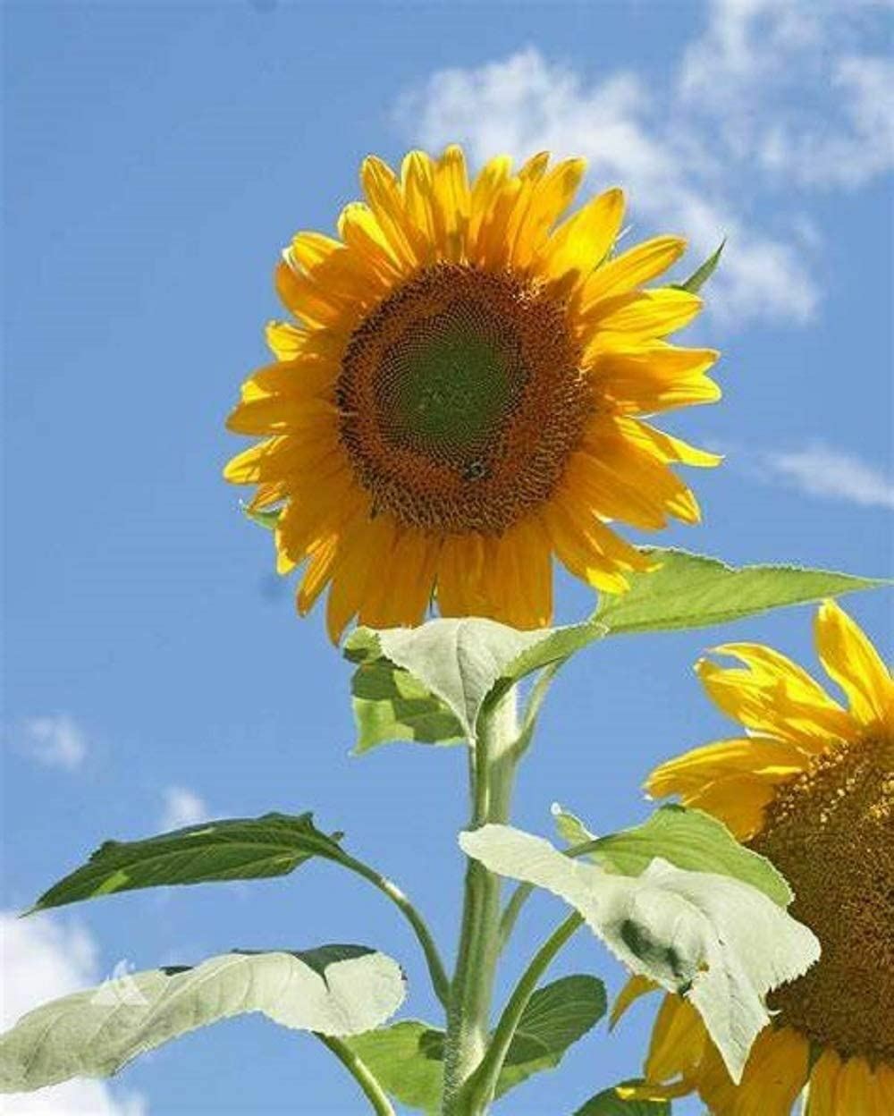 Sunflower Flower Seeds, Russian Mammoth “COOL BEANS N SPROUTS” Brand