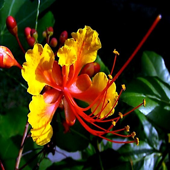 MEXICAN DESERT YELLOW BIRD OF PARADISE SHRUB FLOWER TREE SEEDS (C. Gilliesii)