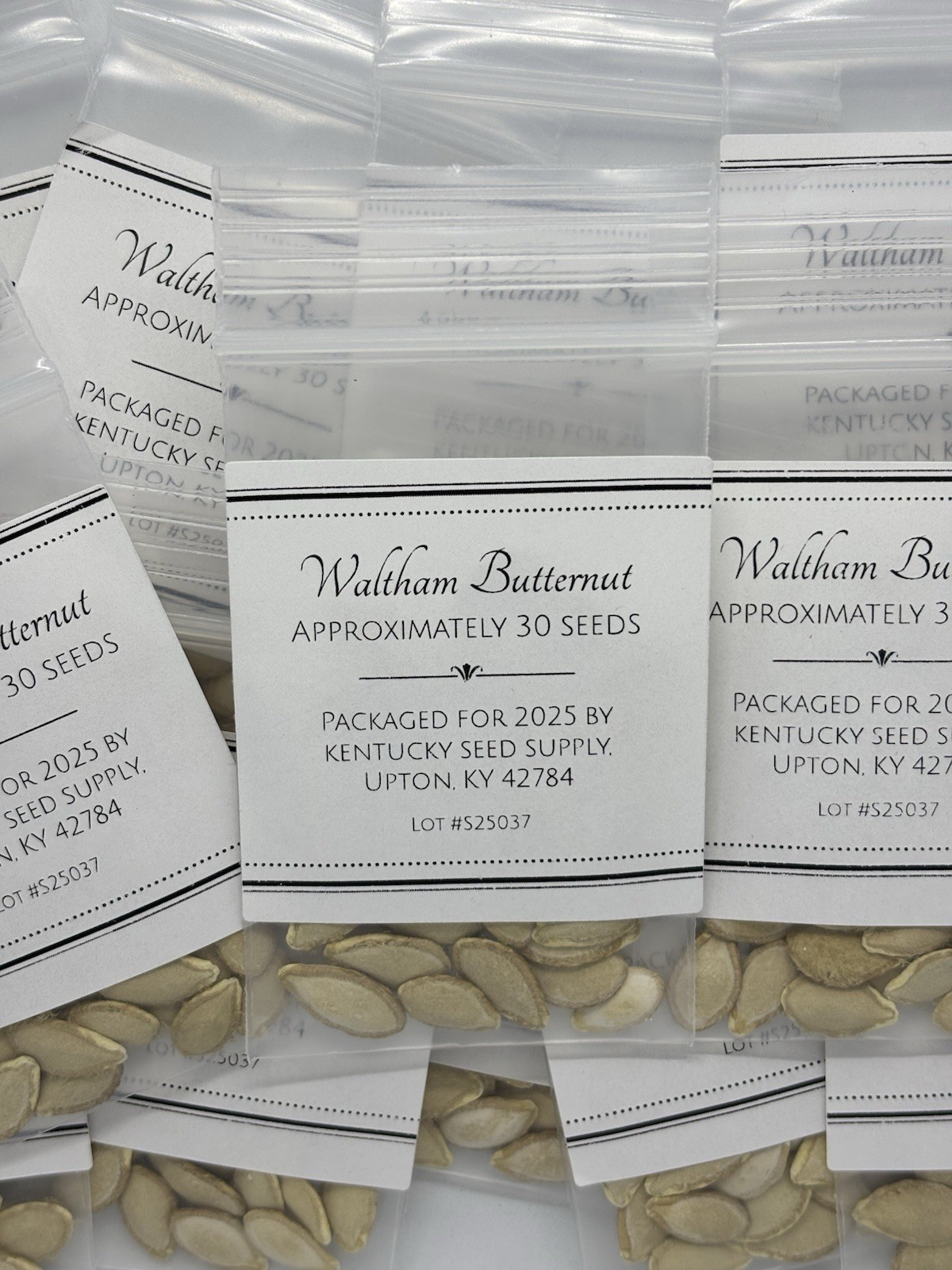 Waltham Butternut Squash Seeds-30 Seeds