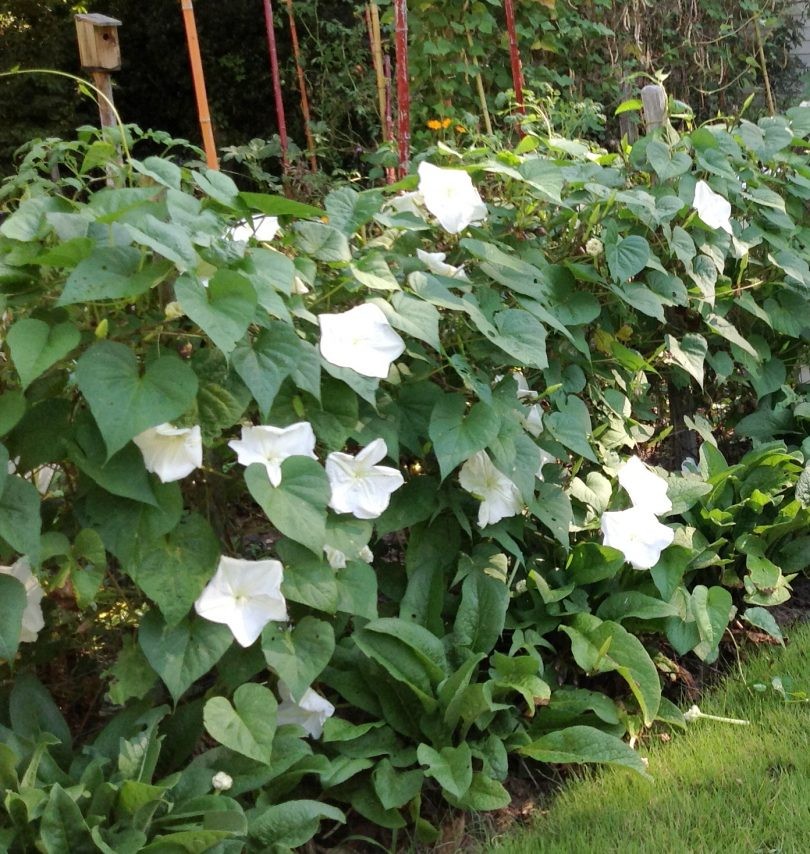Moonflower Seeds | Giant Tropical White Morning Glory Vine Moon Flower Seed 2023