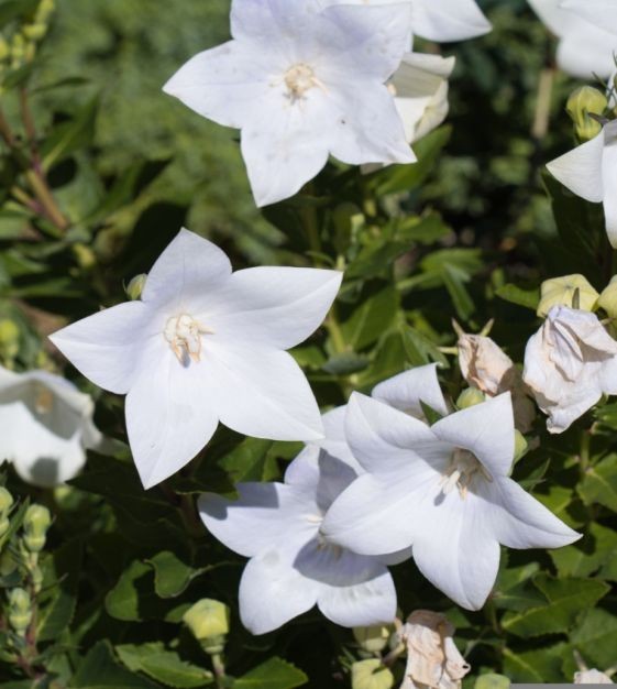 Heirloom Balloon Flowers – Purple & White – 200+ Organic Seeds