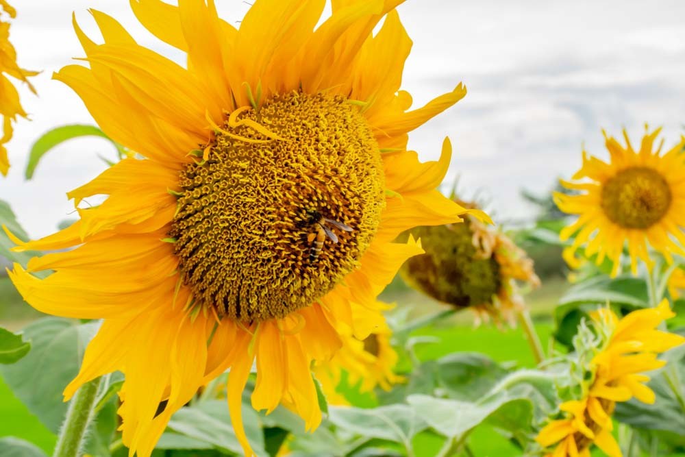 Giant Mammoth Grey Stripe Sunflower 10 Seeds Helianthus annuus Free Shipping!