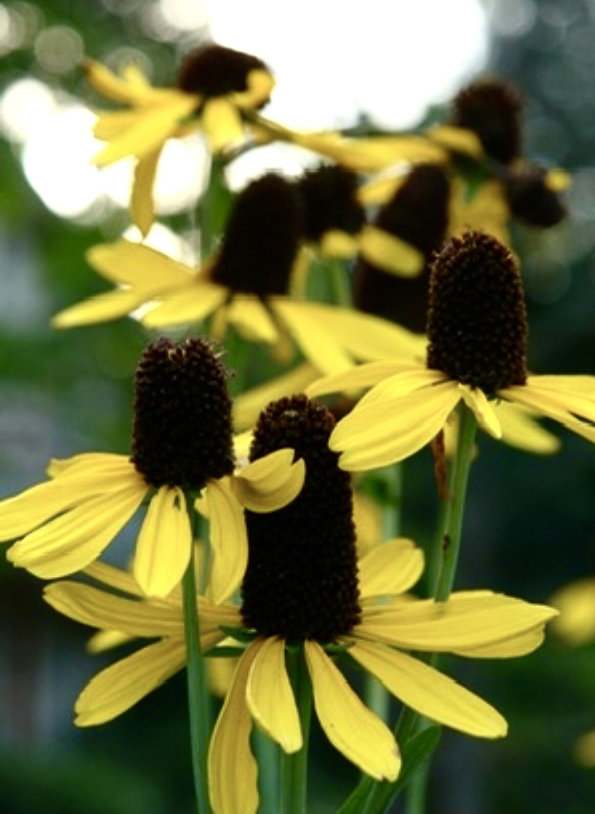 Great Coneflower, Rudbeckia Maxima – 100 seeds 2024 – USA