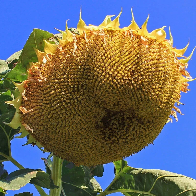 Ornamental Sunflower Seeds: Dwarf, Medium Height and Super Tall!!