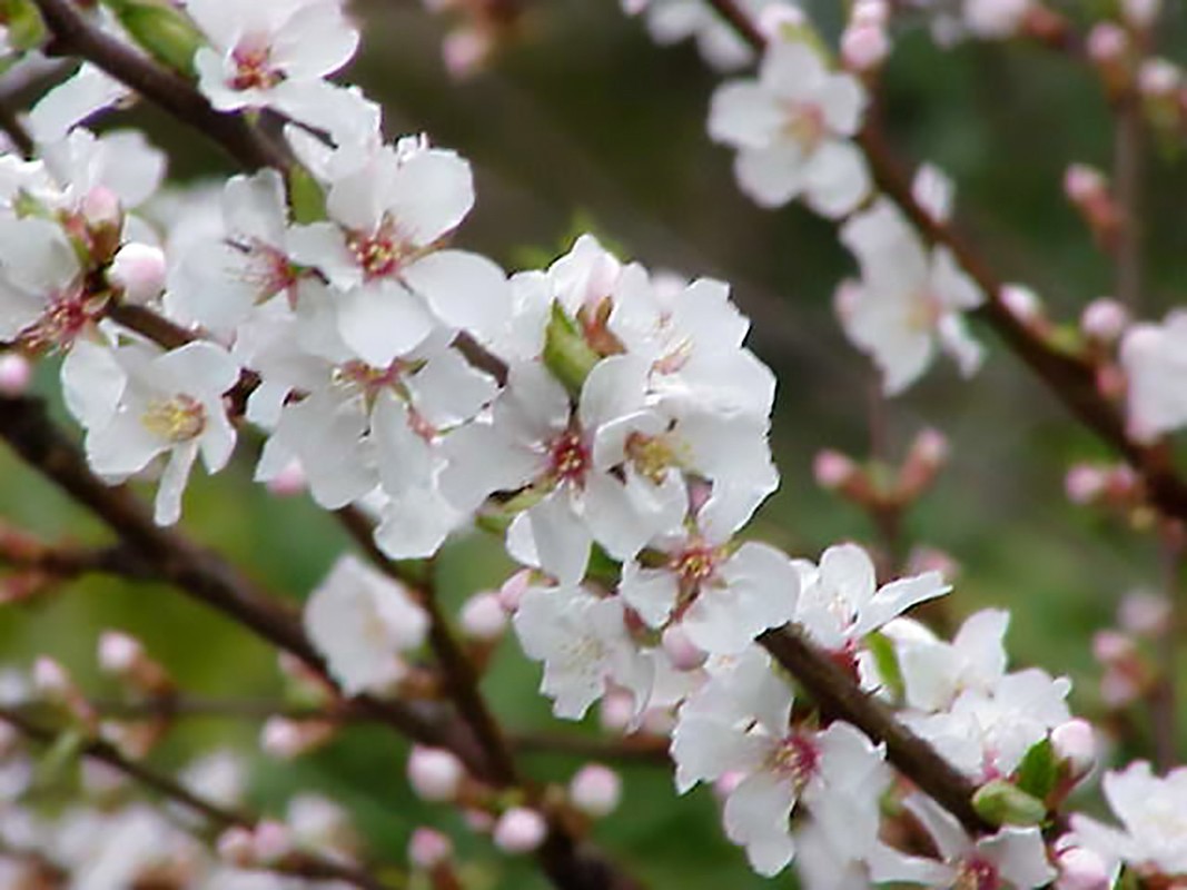 Nanking Bush Cherry, Prunus tomentosa, Shrub Seeds (Edible, Hardy, Fast)