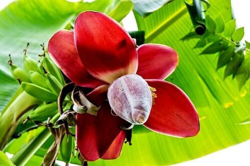 10 “DWARF” Cavendish BANANA Tree Seeds Musa acuminata Hardy Tropical Fruit Plant