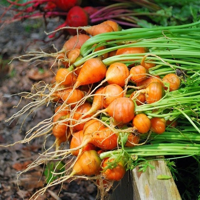 Thumbelina Carrot Seeds 150+ Vegetable Garden NON-GMO USA FREE S&H