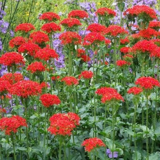 MALTESE CROSS Unique Pollinator Attractor PERENNIAL Summer Cut Flowers 500 Seeds