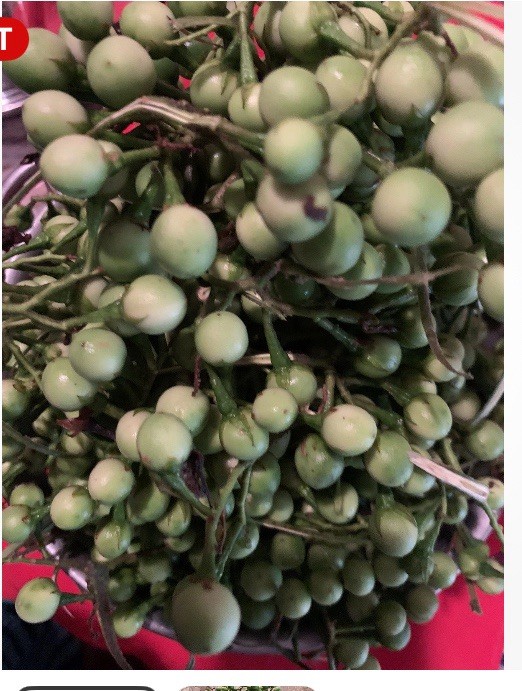 💥Bundle Dry Zanmoret Leaves Pea Eggplant Turkey Berry Oregano Moringa cathedral