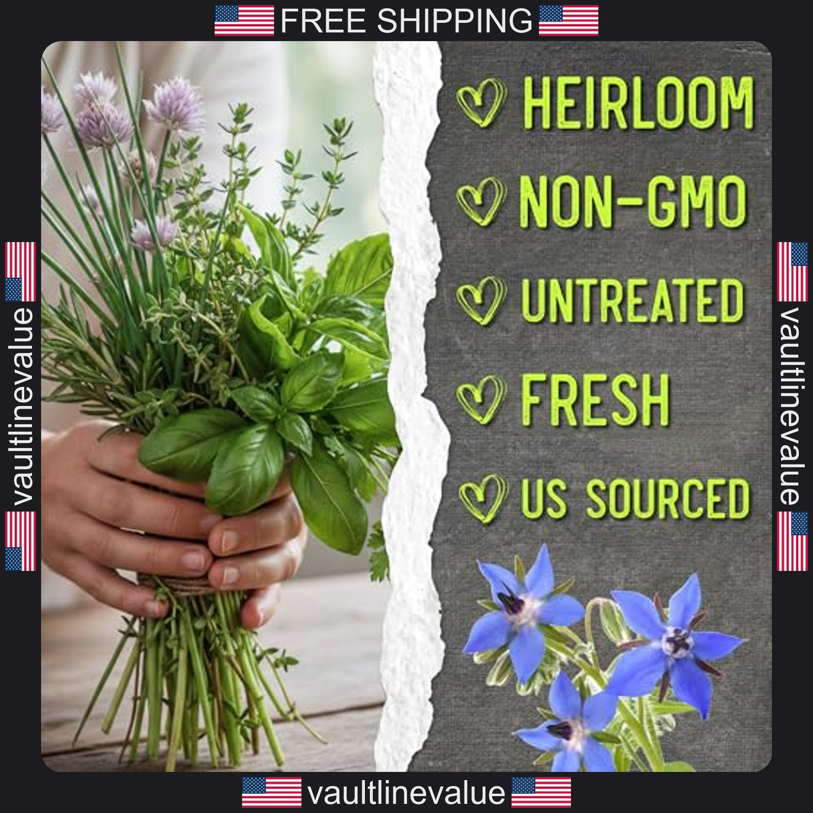 Seed Needs herb seeds variety pack 12 packets culinary herb garden indoor