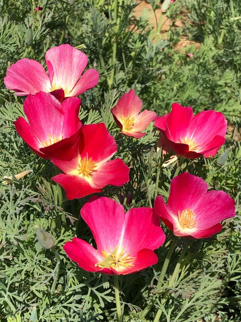 Carmine California Poppy Seeds | Pink Rose Purple Flower Seed 2024 Fast Shipping