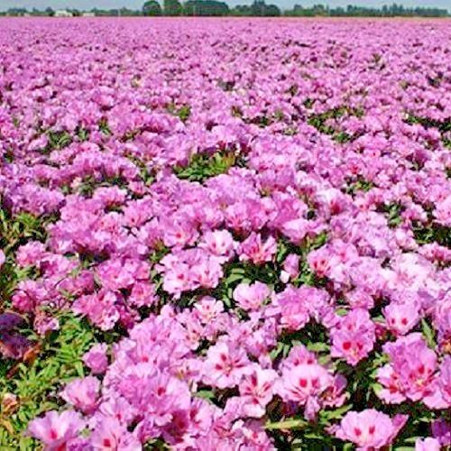 Lilac Godetia (Clarkia amoena) Satin Flowers Fresh Heirloom Seeds Non-GMO
