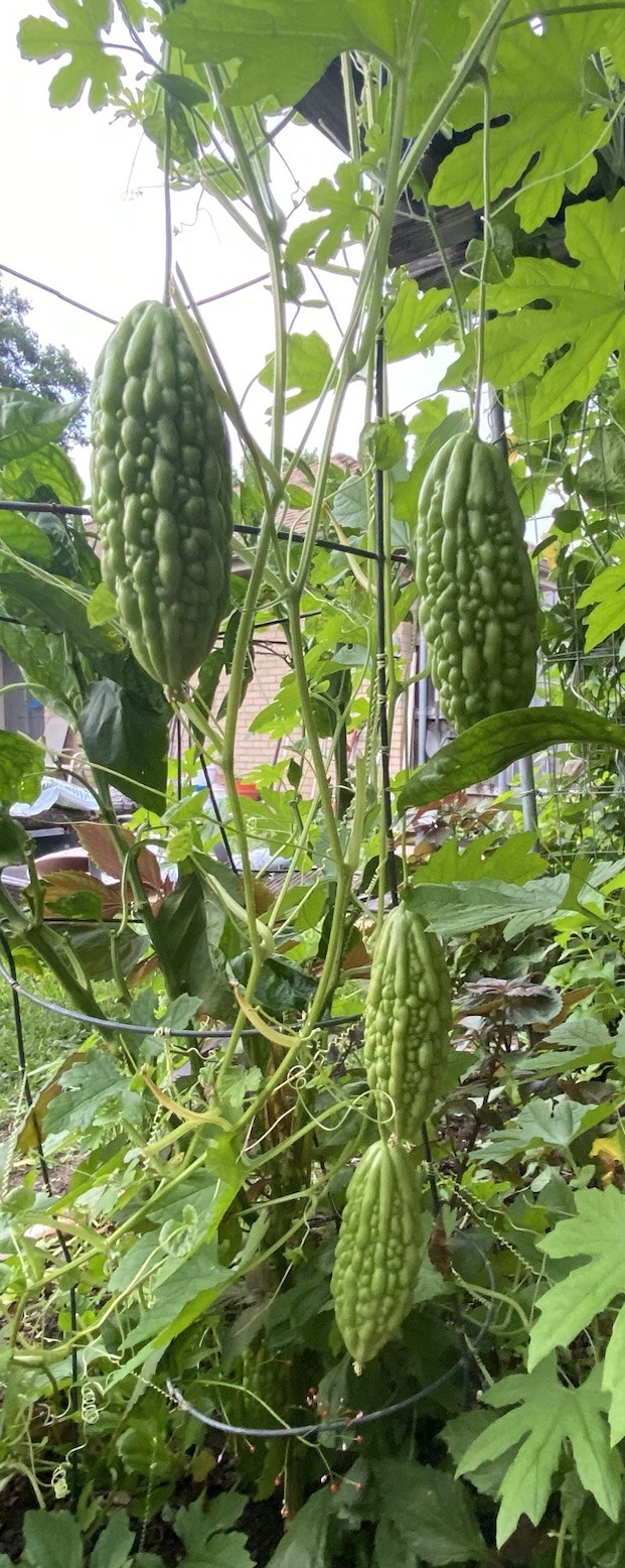 50 Bitter Melon ,Bitter Gourd seeds, Balsam Pear, Ku Gua, Foo Gwah, Kho Qua 2022