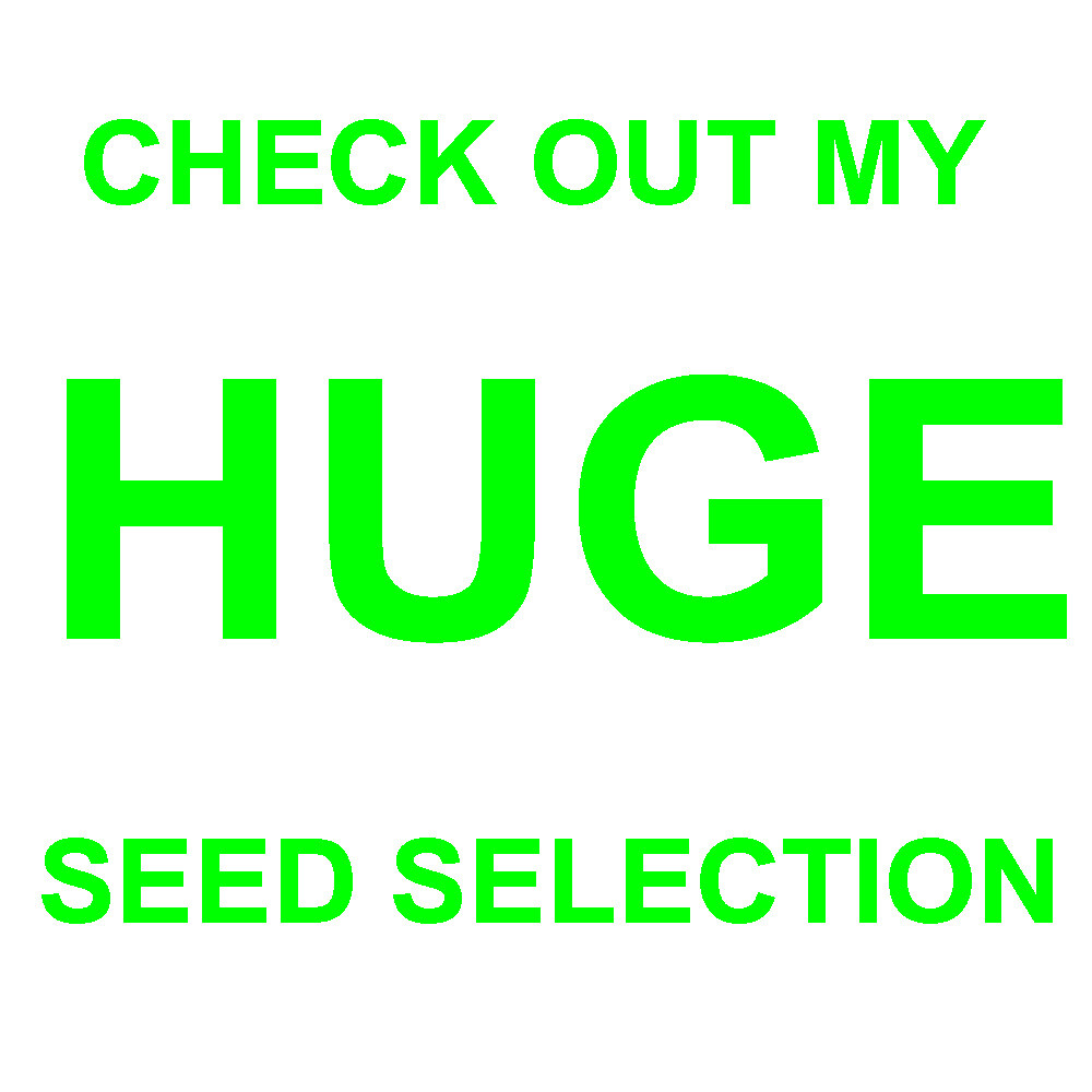 250 AMARANTH “RED GARNET” SEEDS FRESH US SELLER GARDEN SHIPS FAST
