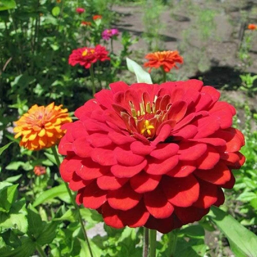 Zinnia Flowers Seeds Exquisite, “COOL BEANS N SPROUTS” Brand