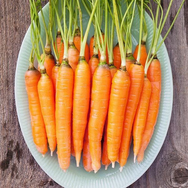 Carrot Seeds – Scarlet Nante vegetable GARDEN culinary SOUPS FREE SHIPPING