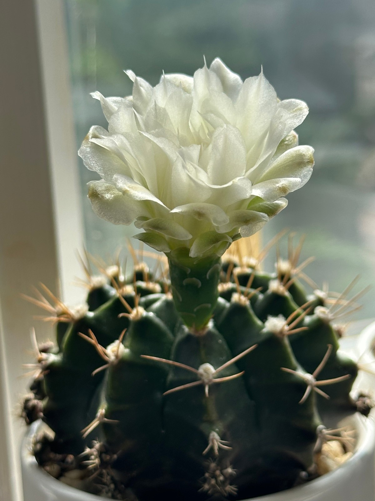 Gymnocalycium Mihanovichii Live Cactus in 3.5″ pot FREE SHIPPING