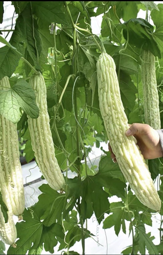 15 Bitter Melon Seeds USA Chinese Gourd Asian Calabash LuffaSquash15粒大长白苦瓜种子2023