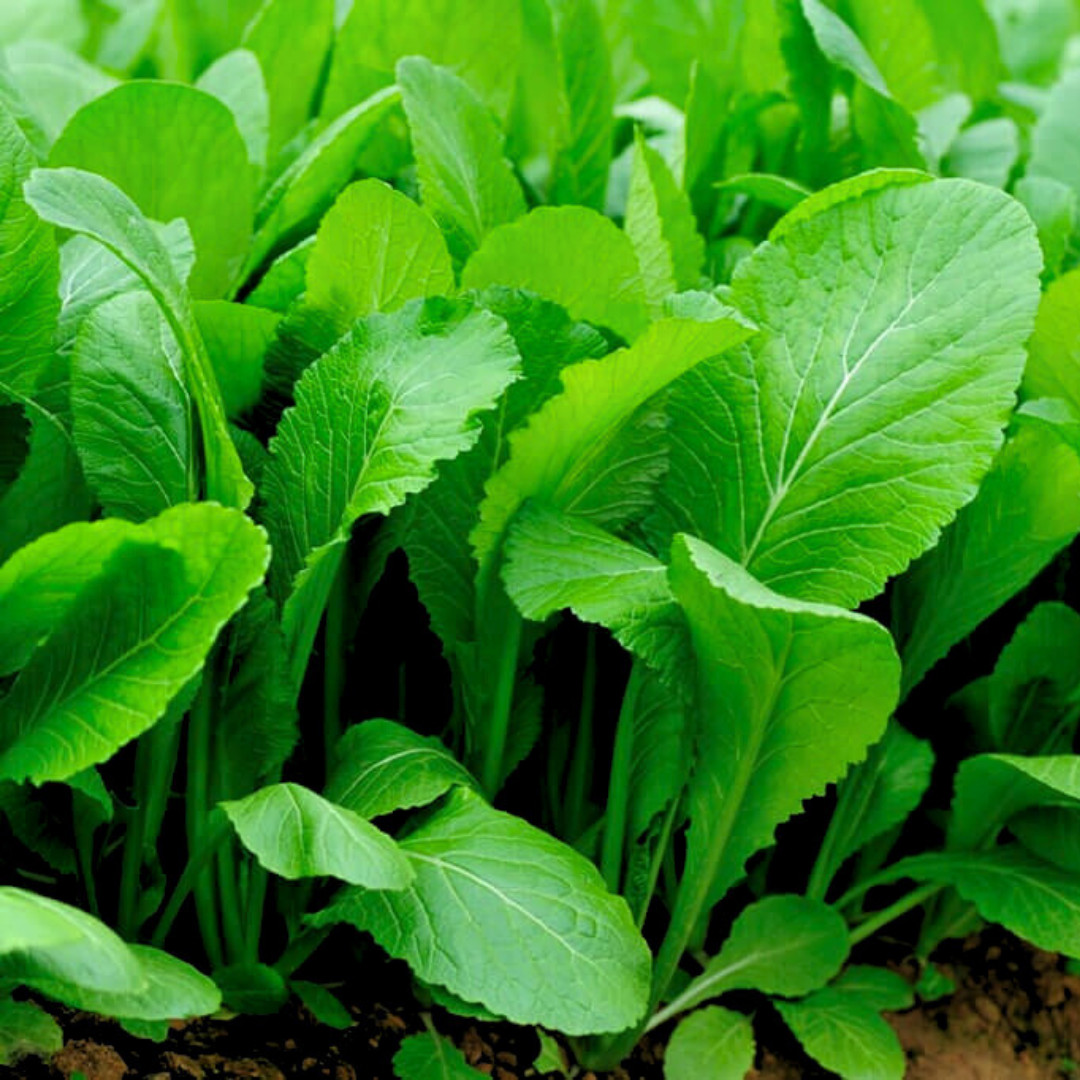 Fresh Florida Broadleaf Mustard Green Seeds | Heirloom Non-GMO | Vegetable seeds