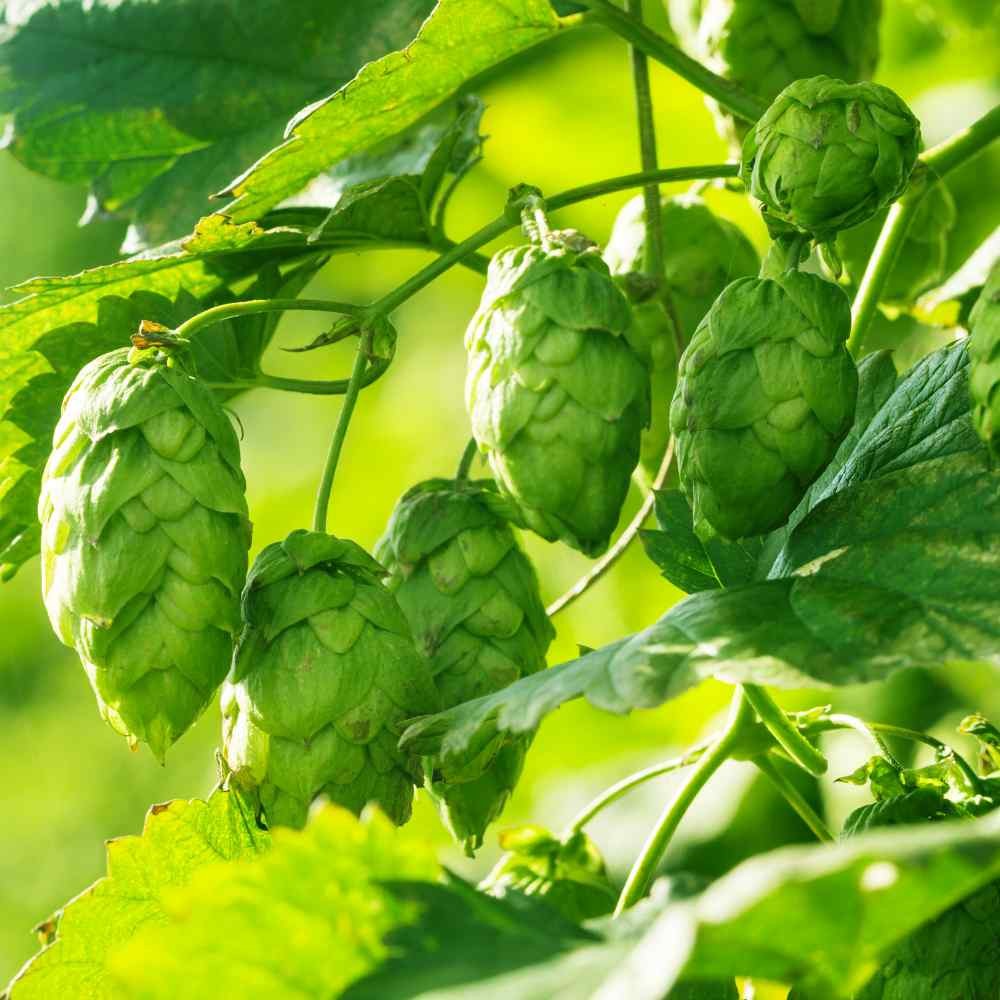 100 Seeds Humullus Lupulus Hops Flower Seeds