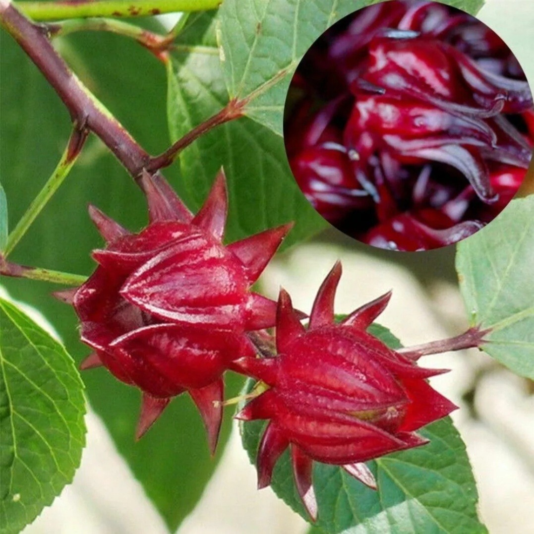 50 Roselle Seeds Jamaican Sorrel Seeds Florida Cranberry Hibiscus Sabdariffa