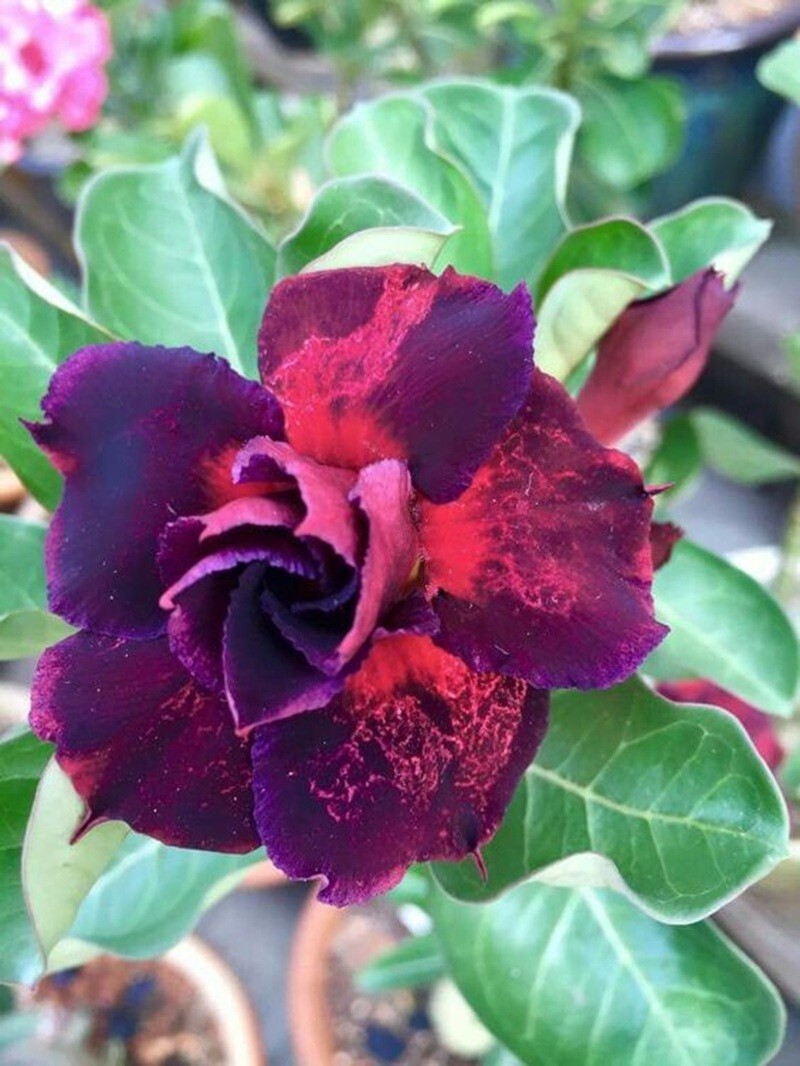 4 Dark purple Pin Desert Rose Seeds Adenium Obesum Flower Perennial Seed US SELL