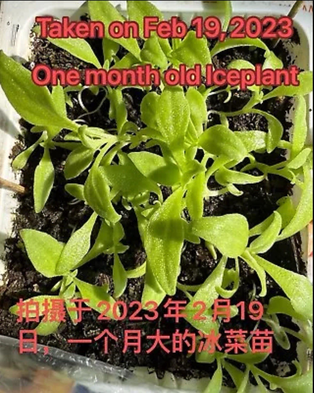 160ct+ Organic Crystalline Ice Plant (Bing Cai) Seeds | Produced in 2024