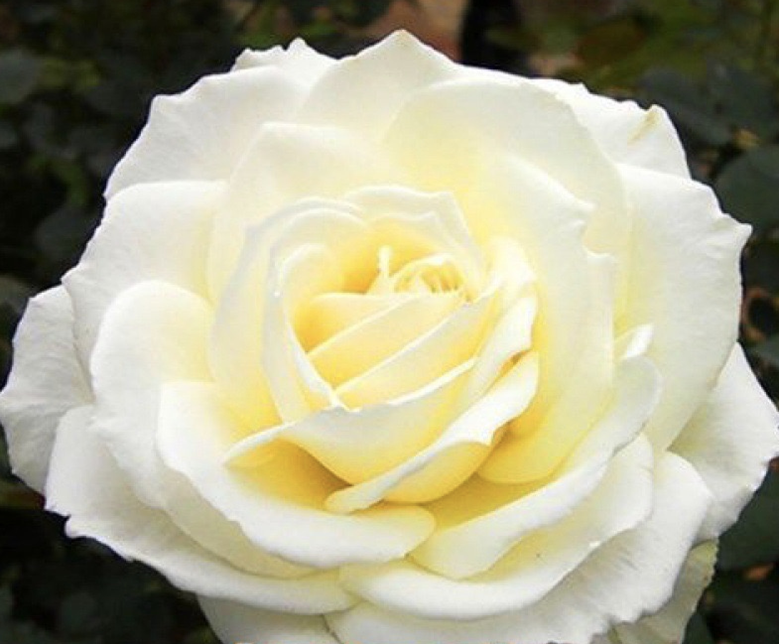 20 ROSE FLOWER SEEDS classic rare plant garden for stratification/germination