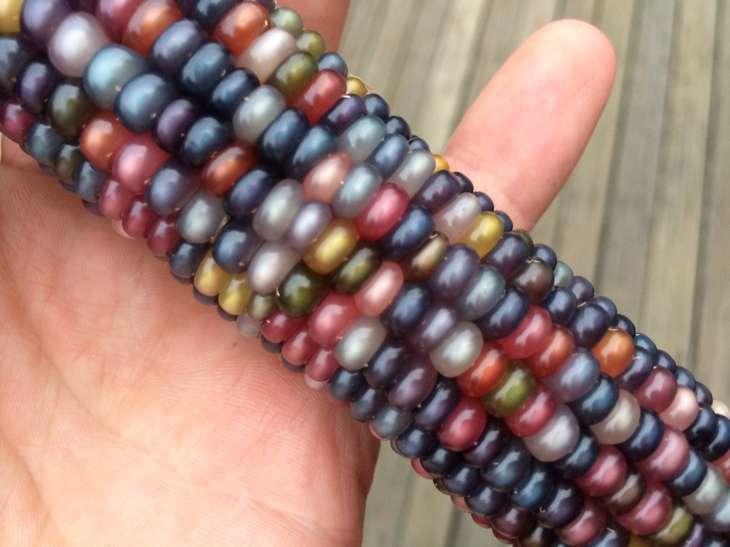 Glass Gem Cherokee Indian Corn Heirloom Premium 50 Seed Packet + More
