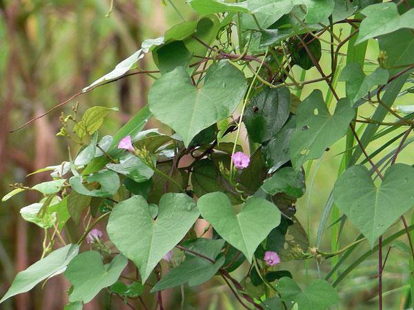 Ipomoea triloba | Little Bell or Aiea Morning Glory | 10 Seeds