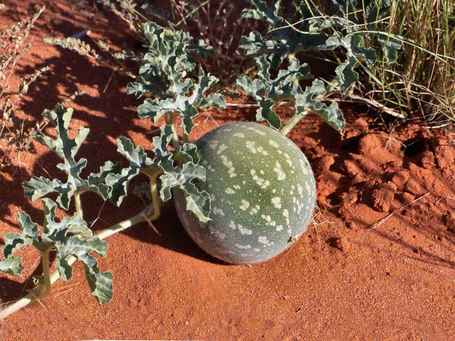 Citrullus colocynthis BITTER MELON Seeds!