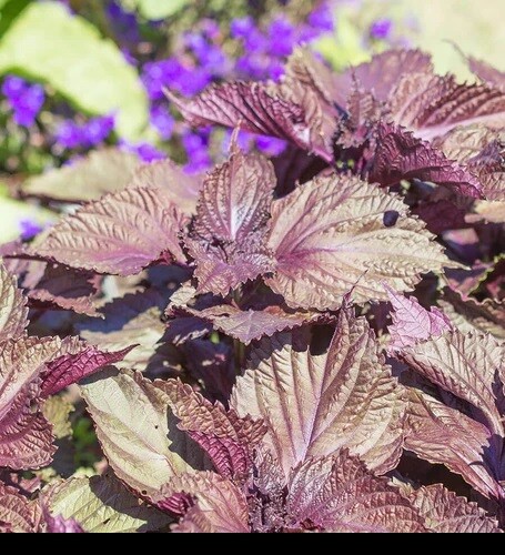 Shiso 350 – 5600 Seeds Purple Perilla Red Mint Aroma frilled leaves Salad Herbs
