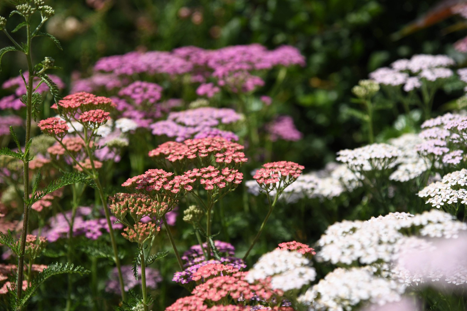 500 MIXED SUMMER YARROW Achillea Millefolium Red Pink White + Herb Flower Seeds