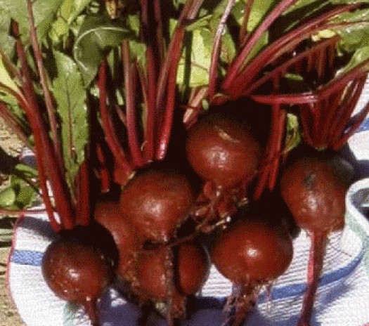 25 FRESH HEIRLOOM DETROIT DARK RED BEET SEEDS FREE USA SHIPPING