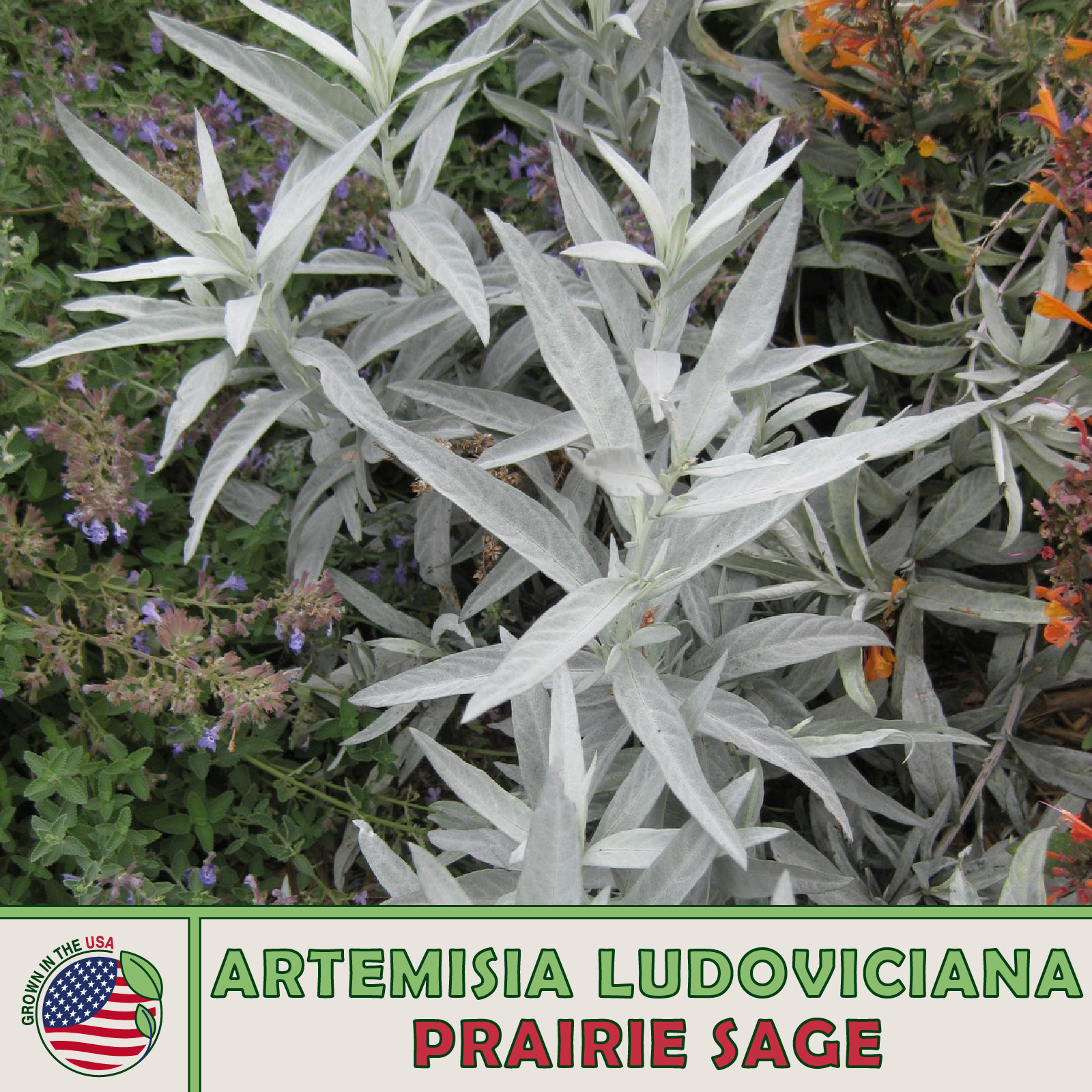 300 Prairie Sage Seeds, Artemisia ludoviciana, Native Wildflower & Bee Attractor