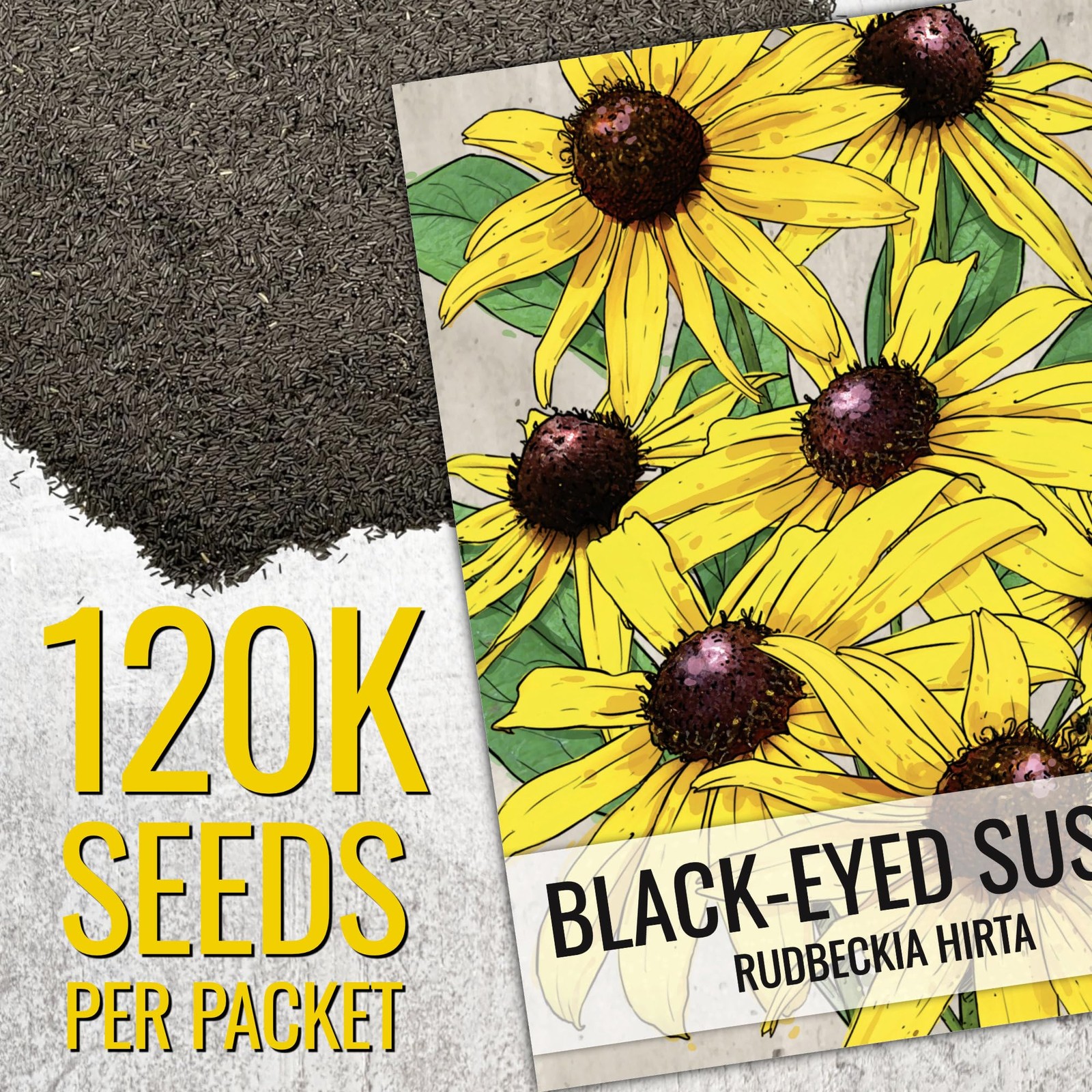 Seed Needs Black Eyed Susan Seeds for Planting 1200 Seeds Rudbeckia Hirta