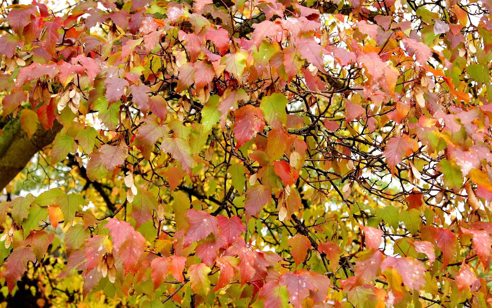 20 Tartarian FLAME MAPLE TREE Red Acer Tartaricum Seeds