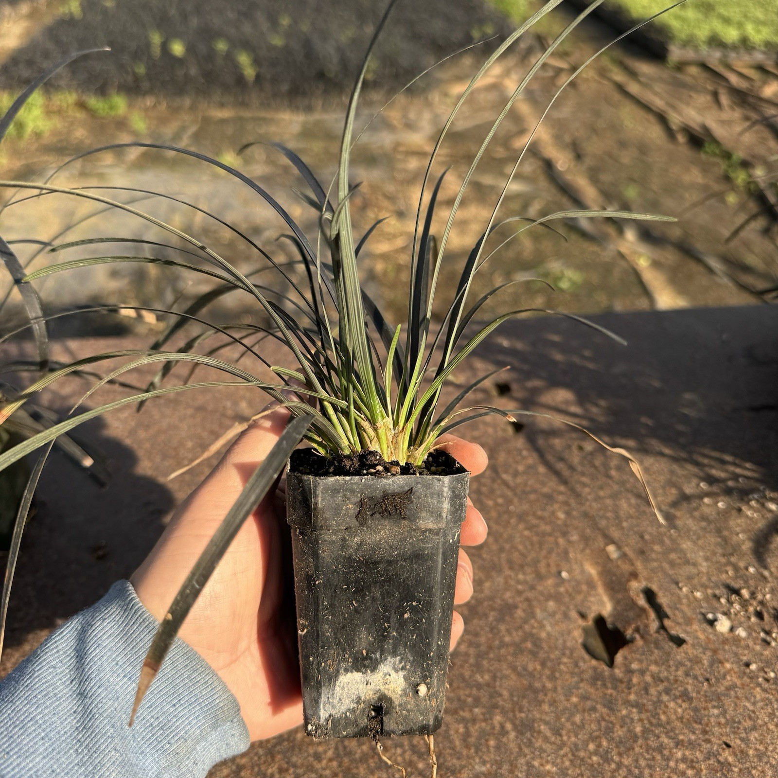 2 IN PACK, Black Mondo Grass, Ophiopogon planiscapus ‘Nigrescens’,TWO LivePlantS