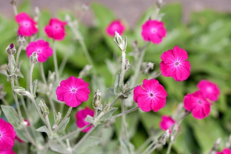 Rose Campion Seeds