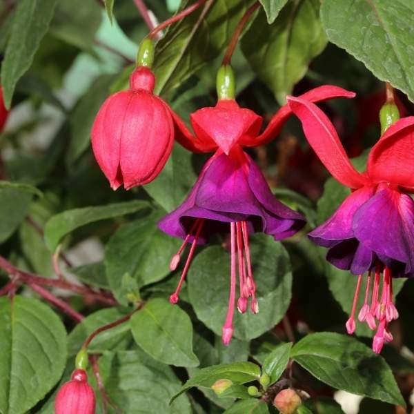Fuchsia Live Plant, Well-Rooted Plug, Healthy Starter Plants For SALE
