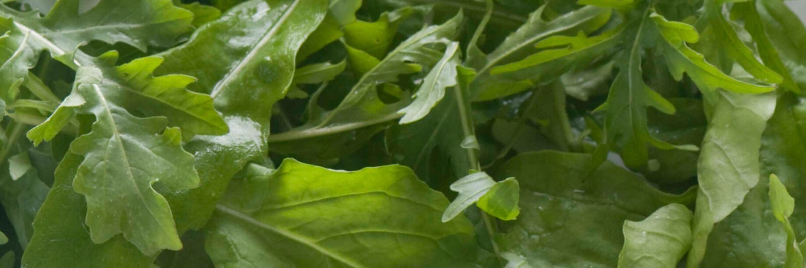 Roquette Arugula 500+ Seeds, Rocket, Colewort, Slow Bolt, NON-GMO, #11