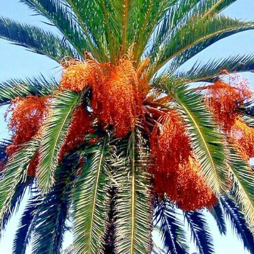 10 CANARY ISLAND DATE PALM Tree Seeds (Phoenix Canariensis) Hardy Fruit Plant