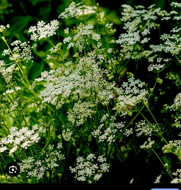 Caraway Seeds (500) / ORGANIC / CULINARY HERB / Free Shipping