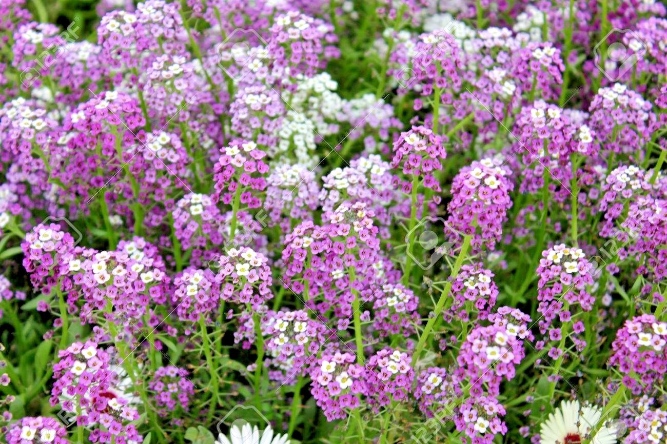 1001+ROYAL CARPET SWEET ALYSSUM Flower Seeds Drought Heat Groundcover Baskets