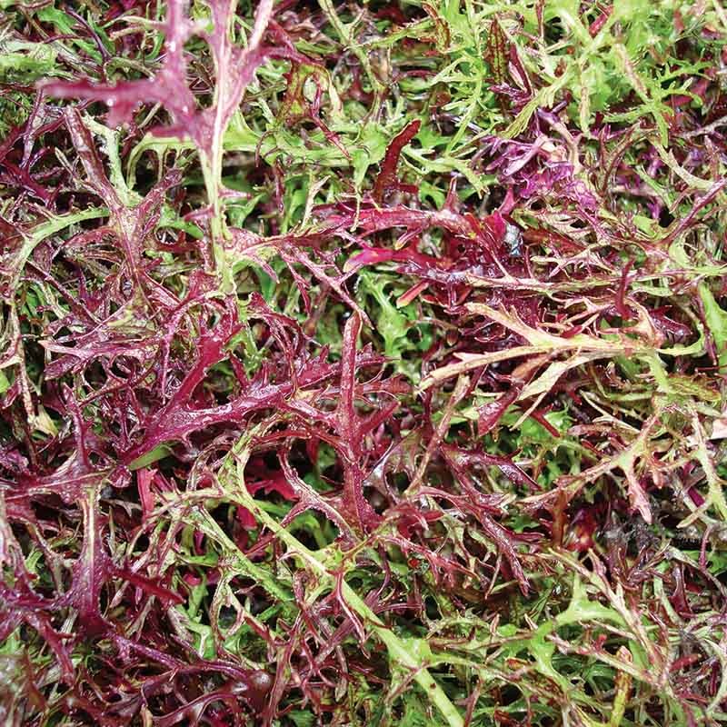 Red Mizuna Mustard Greens Seeds – For 2025 Planting Japanese Water Peppergrass