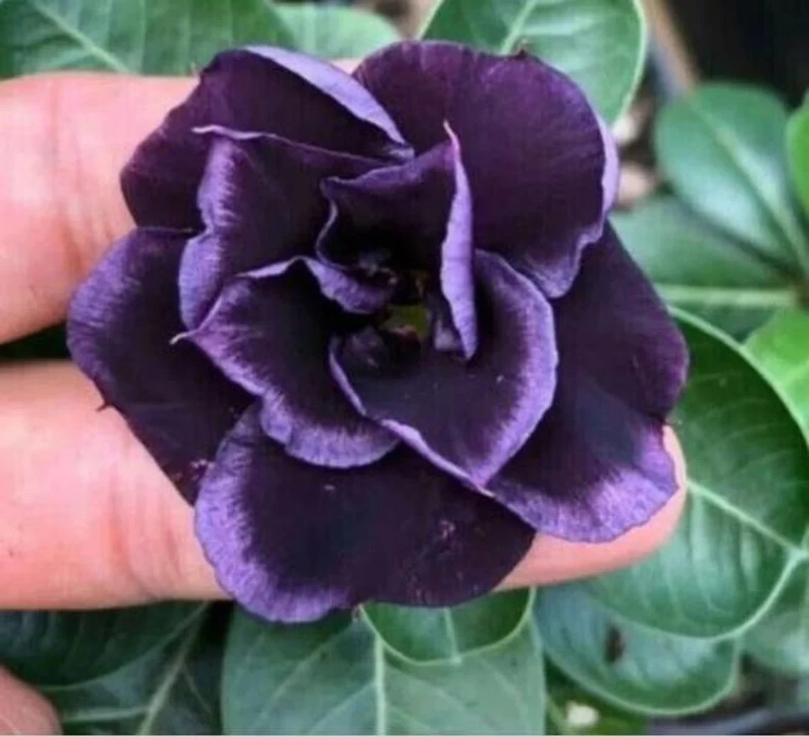 10 Dark Purple Desert Rose Seeds Adenium Obesum Flower Exotic Seed Flowers.