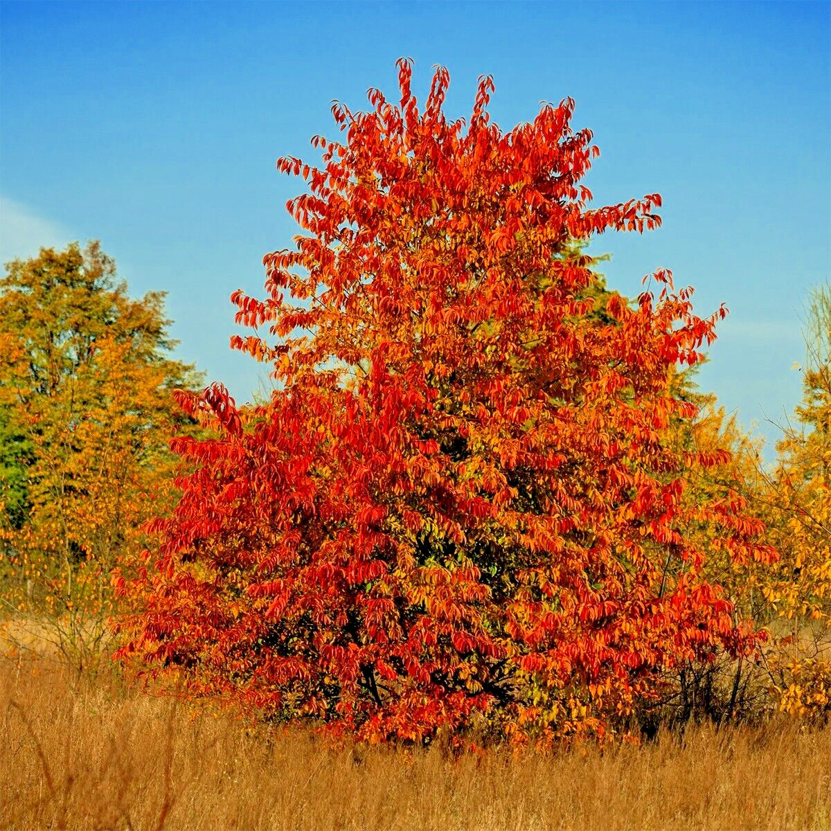 Wild Black Cherry Tree | Premium Seeds | Prunus serotina ‘Spring’ | Plants’®