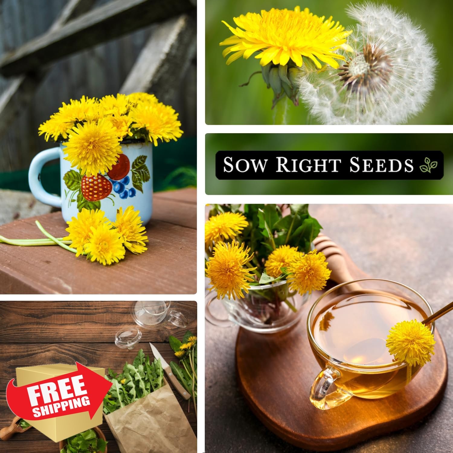 Sow Right Seeds Dandelion Seeds 3 Pack