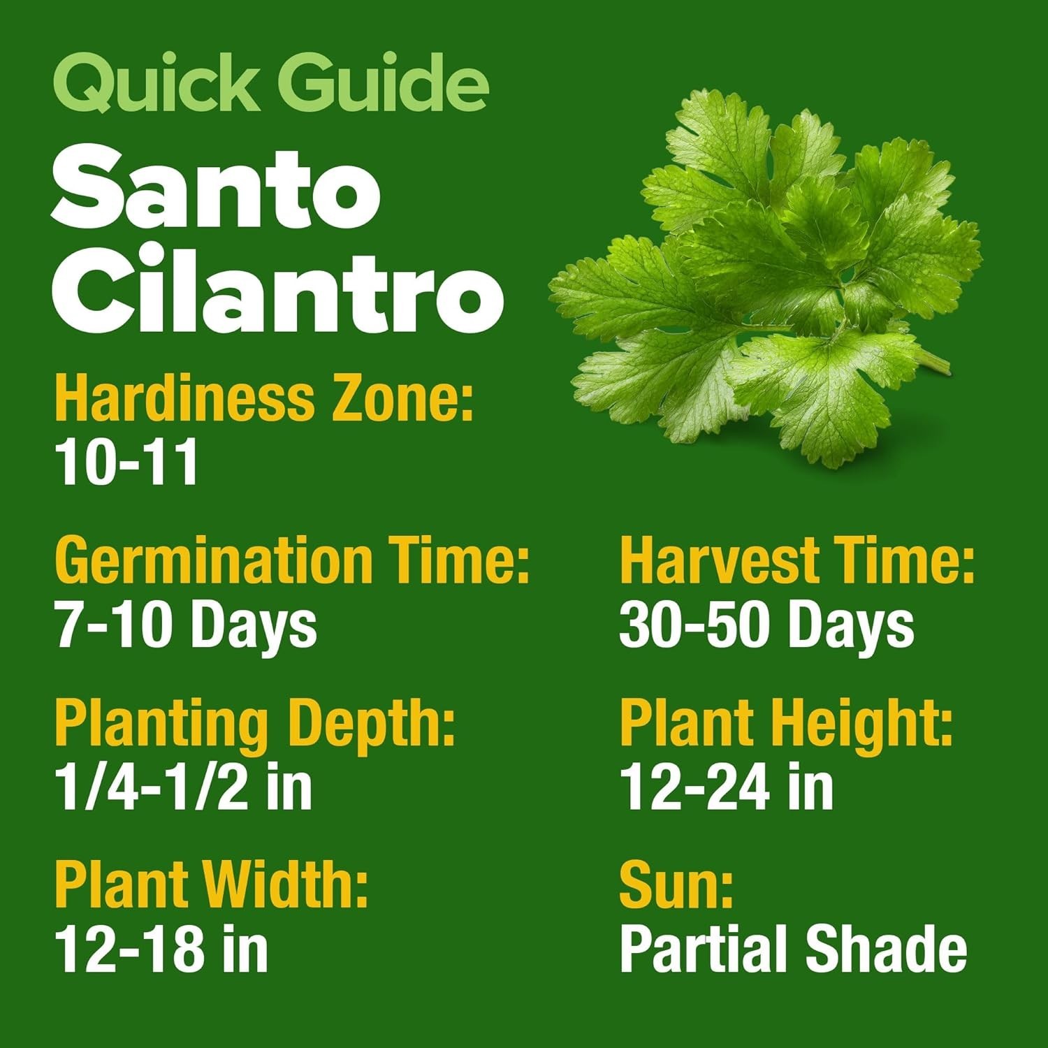 High Yield Cilantro Seeds 500 Heirloom Garden Seeds Perfect for Any Skill Level